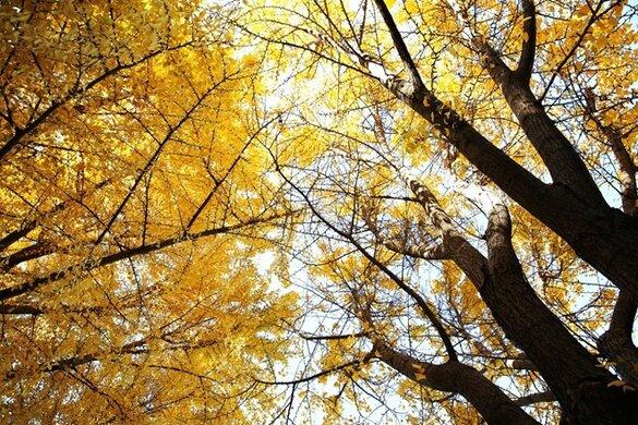 Dấu ấn mùa thu Bắc Kinh: Hành trình khám phá sắc vàng rực rỡ